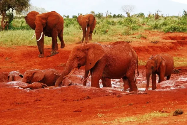 2-Day Tsavo East Safari from Mombasa (Ashnil Aruba)