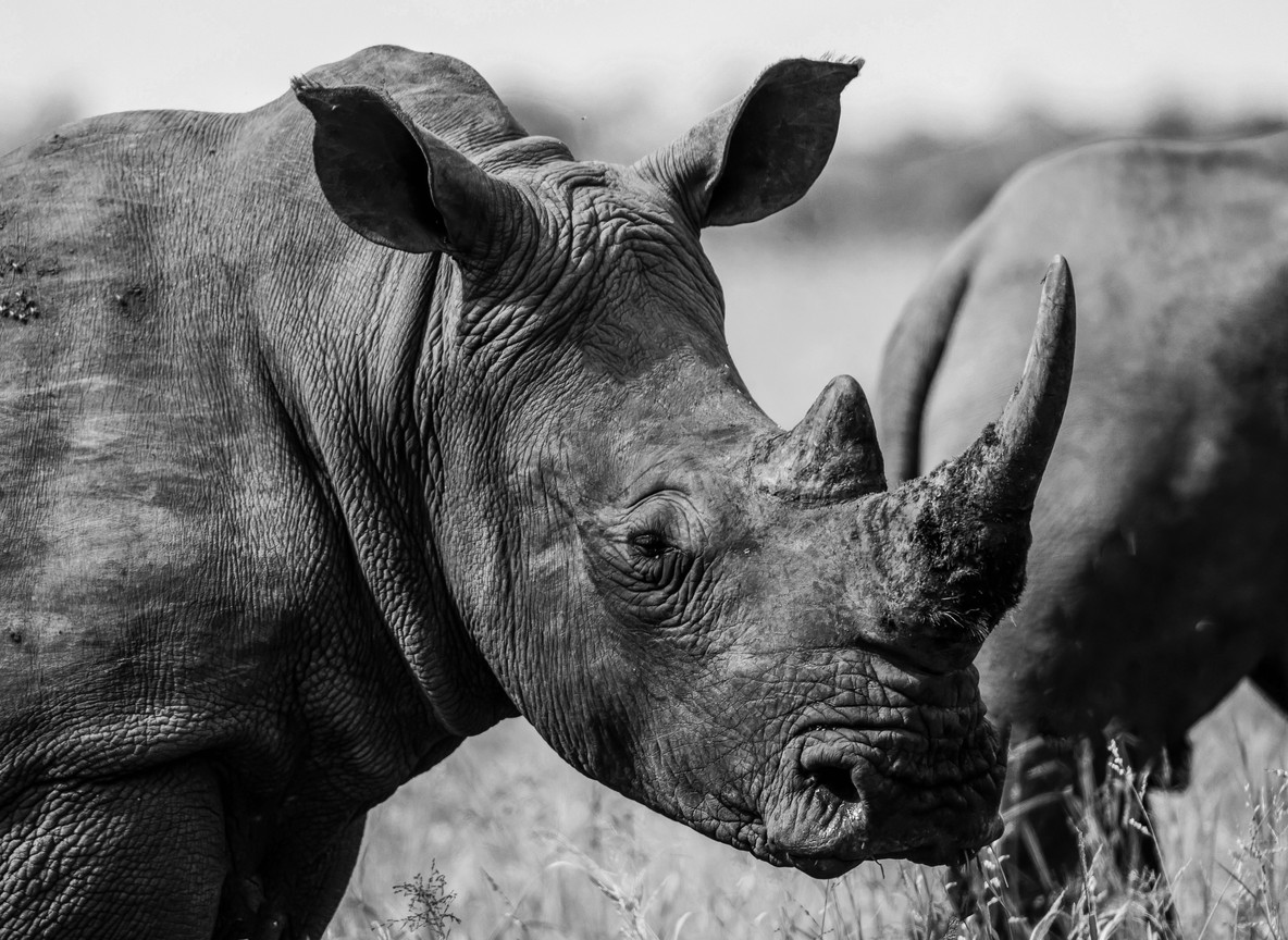 A veterinary team preparing a crated rhino for translocation near a small aircraft on an airstrip