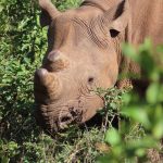 A safari guide and a group of young conservation students studying a black rhino from a safari vehicle in Laikipia, Kenya