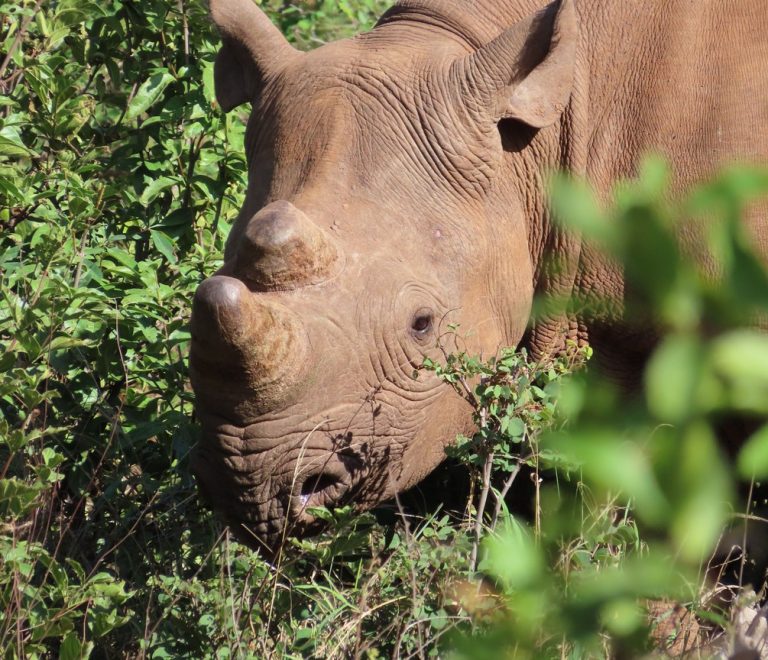 A safari guide and a group of young conservation students studying a black rhino from a safari vehicle in Laikipia, Kenya