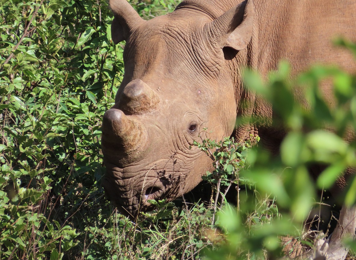 A safari guide and a group of young conservation students studying a black rhino from a safari vehicle in Laikipia, Kenya