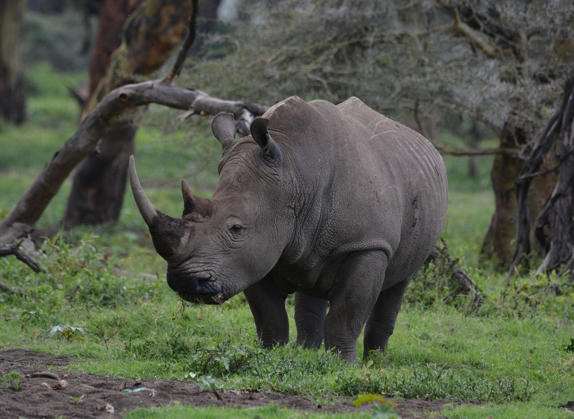A ranger and a research vehicle near a black rhino in Ol Pejeta Conservancy, Laikipia, Kenya
