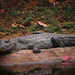 A Nile crocodile resting at the edge of a man-made pool at the new Amboseli Crocodile Park in Kajiado County, Kenya