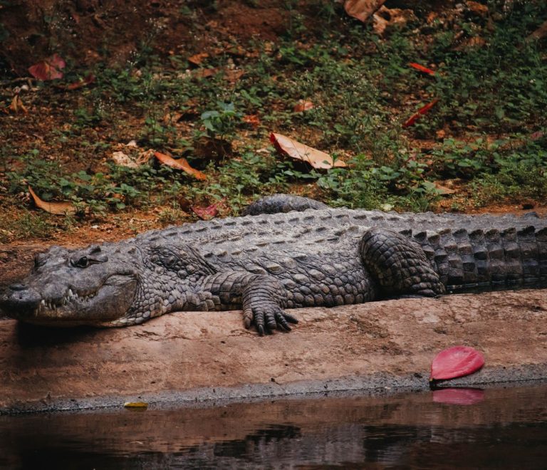 A Nile crocodile resting at the edge of a man-made pool at the new Amboseli Crocodile Park in Kajiado County, Kenya