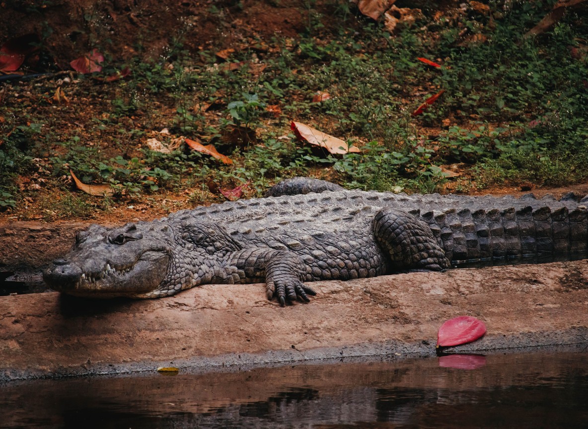 A Nile crocodile resting at the edge of a man-made pool at the new Amboseli Crocodile Park in Kajiado County, Kenya