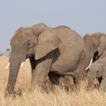 A line of elephants crossing open Amboseli grassland with scattered Maasai homesteads and cattle visible in the distance, Mount Kilimanjaro behind them