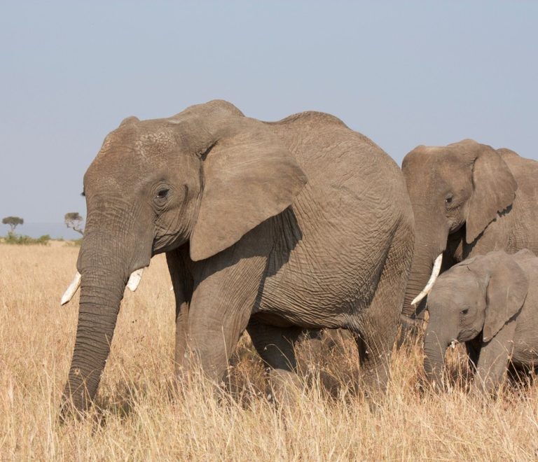A line of elephants crossing open Amboseli grassland with scattered Maasai homesteads and cattle visible in the distance, Mount Kilimanjaro behind them