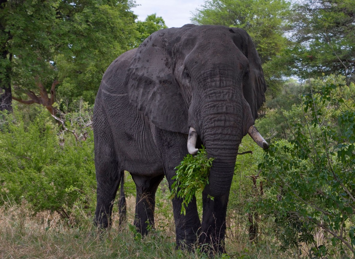 A dirt access road near Amboseli with a Maasai boma and cattle on one side and open elephant range on the other