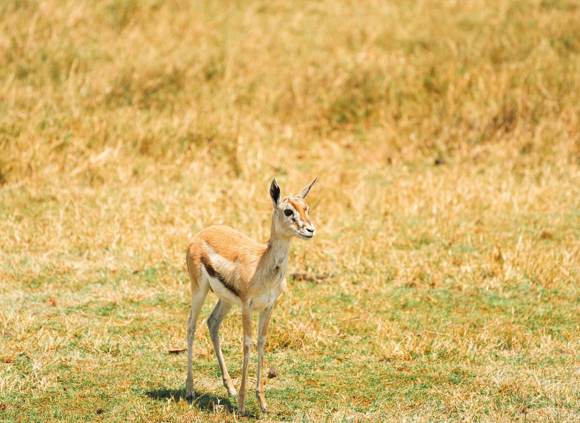 Amboseli Fly Vs Drive Guide