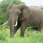 A bull elephant with long tusks browsing in dense green bush, typical habitat along the Amboseli-Tsavo wildlife corridor