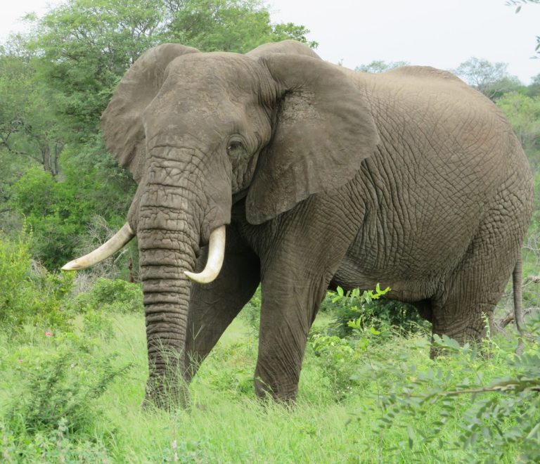 A bull elephant with long tusks browsing in dense green bush, typical habitat along the Amboseli-Tsavo wildlife corridor