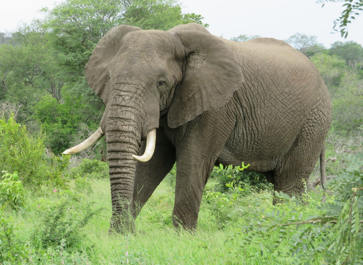 A bull elephant with long tusks browsing in dense green bush, typical habitat along the Amboseli-Tsavo wildlife corridor
