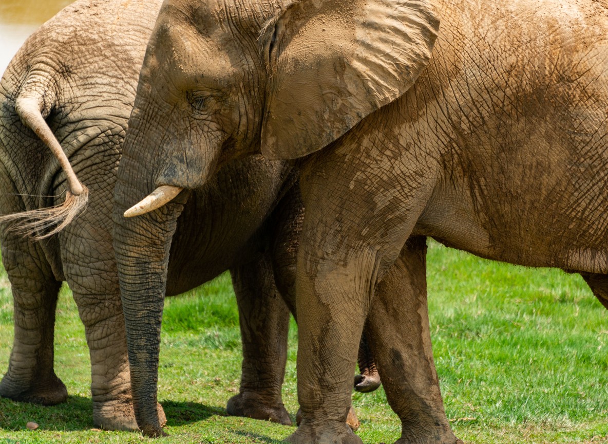 Close-up of an elephant bull's tusk and trunk beside another elephant, showing the tusk length that defines a super tusker