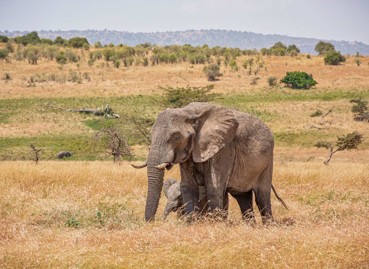 An elephant bull with a calf in dry grassland, with the hills of the Amboseli-Tsavo corridor on the horizon