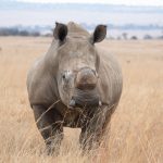 White rhino standing in dry grassland on a Laikipia conservancy