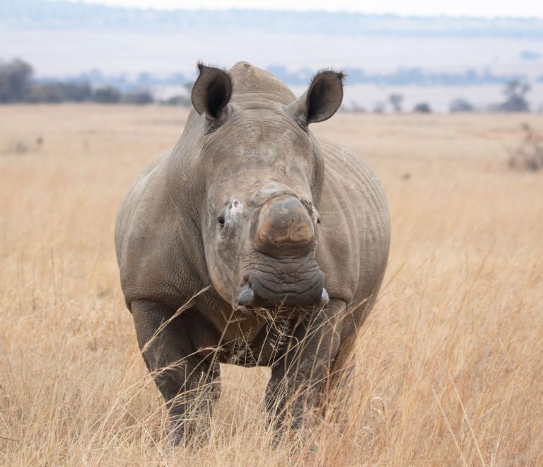 White rhino standing in dry grassland on a Laikipia conservancy