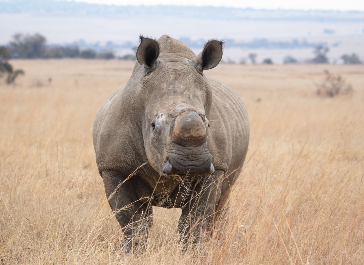 White rhino standing in dry grassland on a Laikipia conservancy