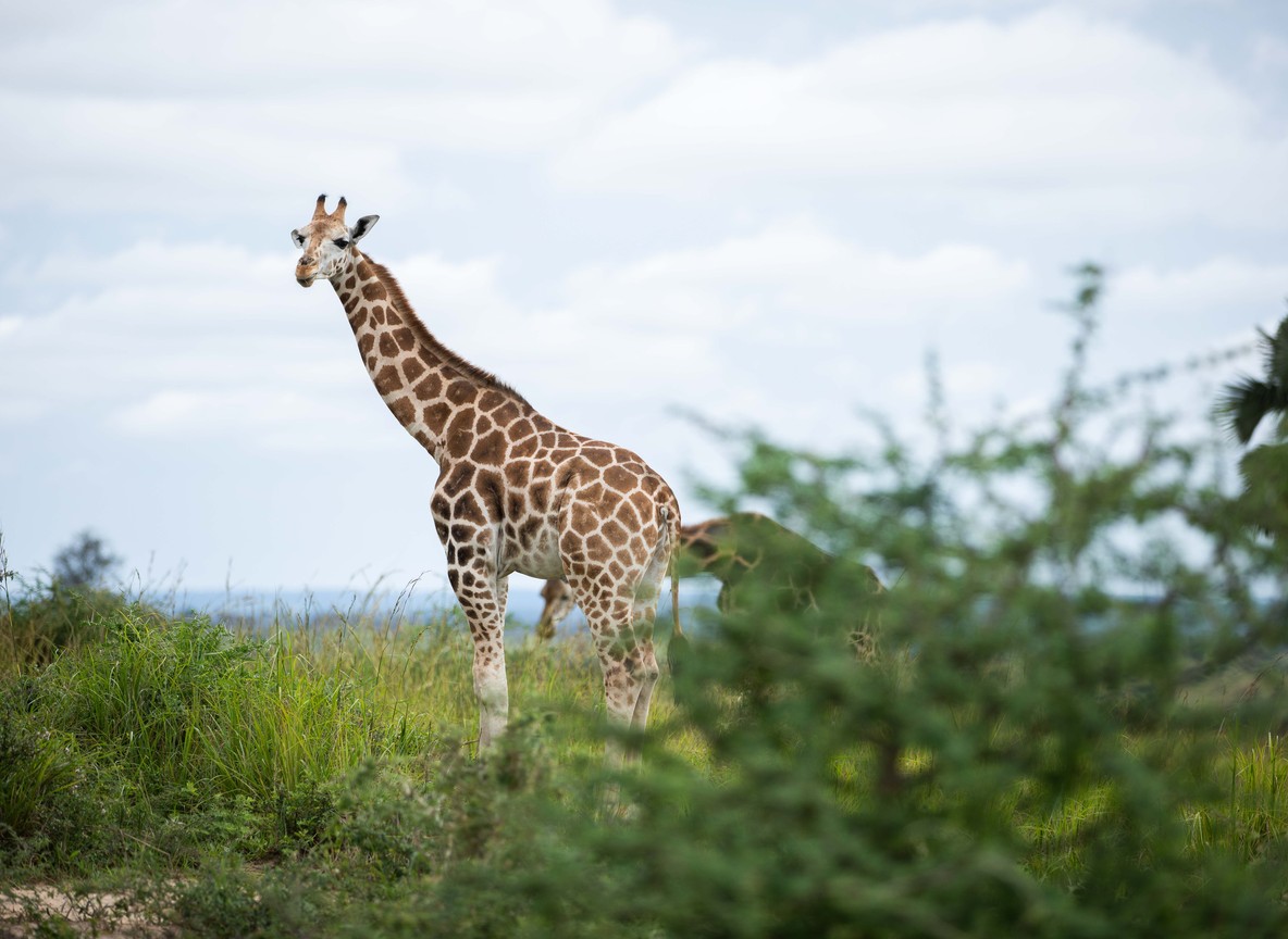 Reticulated giraffe standing in open grassland on a Laikipia conservancy