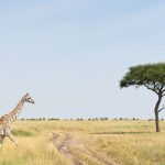 Solar panels and a thatched safari tent at an eco-rated camp in the Maasai Mara, Kenya