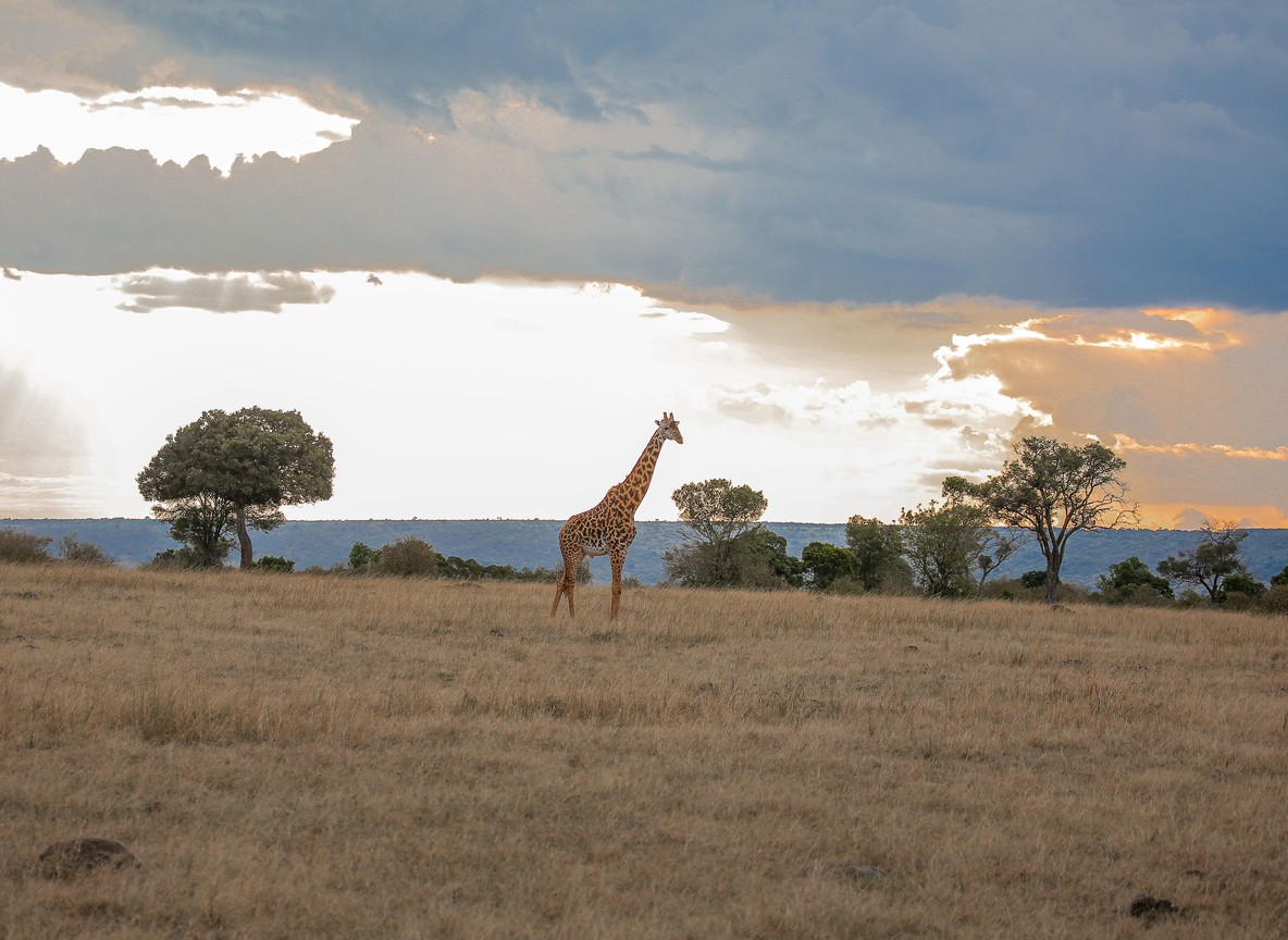 A solar water heating installation behind guest tents at a safari camp