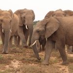 A herd of African elephants walking across open savanna grassland in Amboseli National Park, Kenya