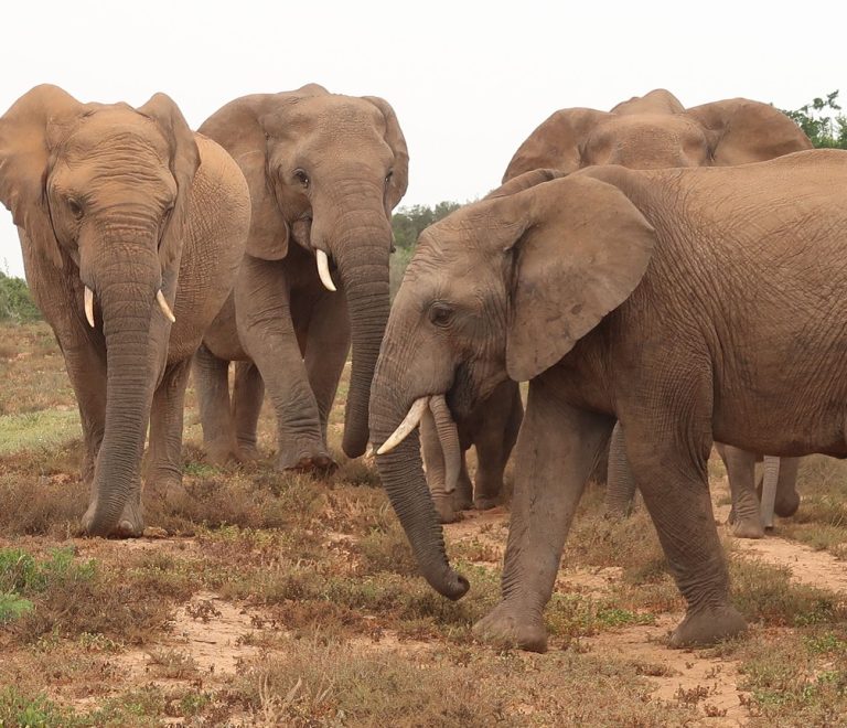 A herd of African elephants walking across open savanna grassland in Amboseli National Park, Kenya