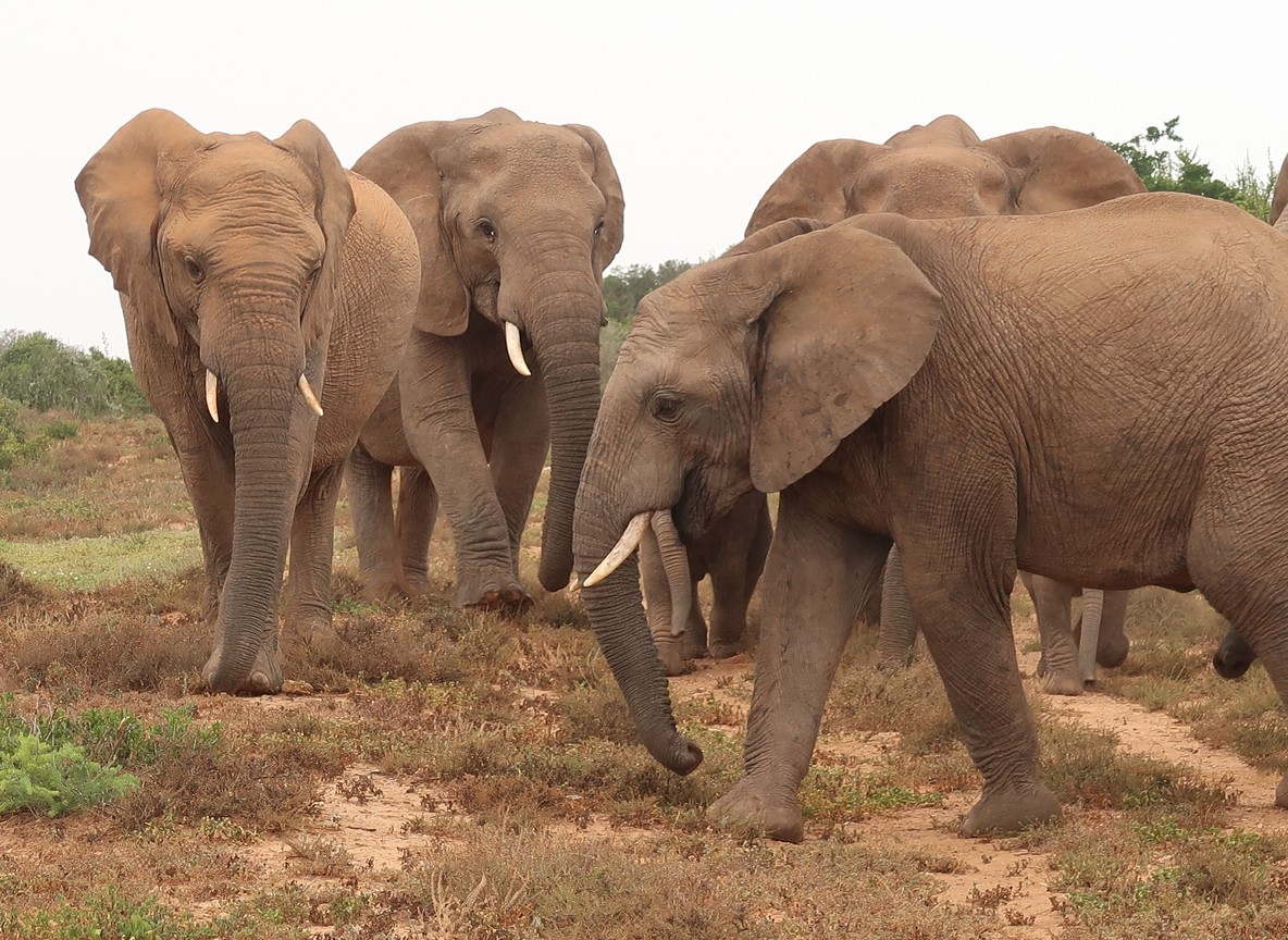 A herd of African elephants walking across open savanna grassland in Amboseli National Park, Kenya