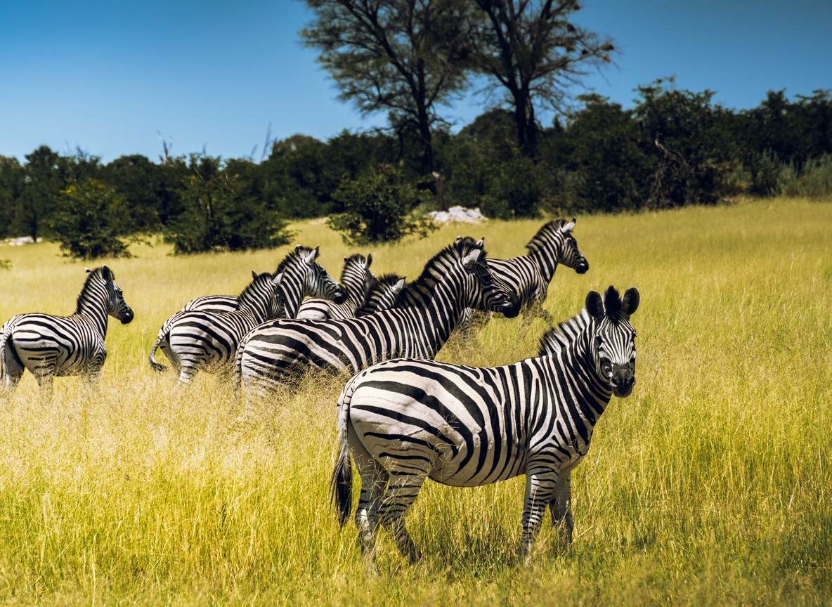 A herd of zebra grazing on open savanna grassland in the Masai Mara, Kenya