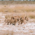 lion pride resting on open grassland in a Masai Mara conservancy at golden hour