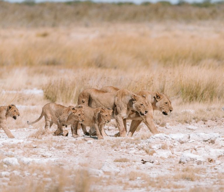 lion pride resting on open grassland in a Masai Mara conservancy at golden hour