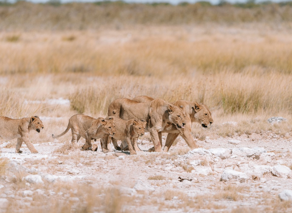 lion pride resting on open grassland in a Masai Mara conservancy at golden hour