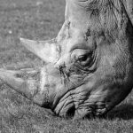 black rhino grazing on open grassland at Ol Pejeta Conservancy with Mount Kenya faint on the horizon