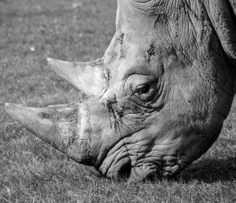 black rhino grazing on open grassland at Ol Pejeta Conservancy with Mount Kenya faint on the horizon