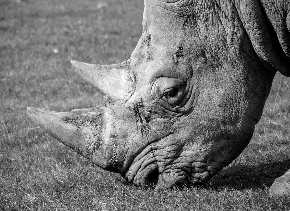 black rhino grazing on open grassland at Ol Pejeta Conservancy with Mount Kenya faint on the horizon