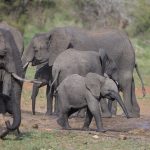 a family herd of elephants drinking together at a dusty red-soil waterhole in Samburu during the dry season