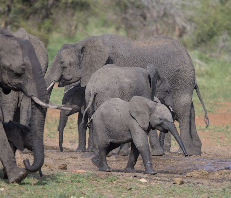 a family herd of elephants drinking together at a dusty red-soil waterhole in Samburu during the dry season