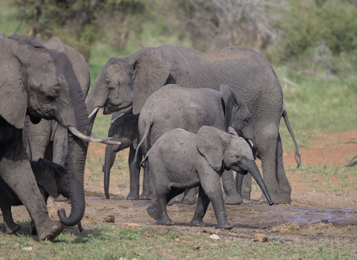 a family herd of elephants drinking together at a dusty red-soil waterhole in Samburu during the dry season