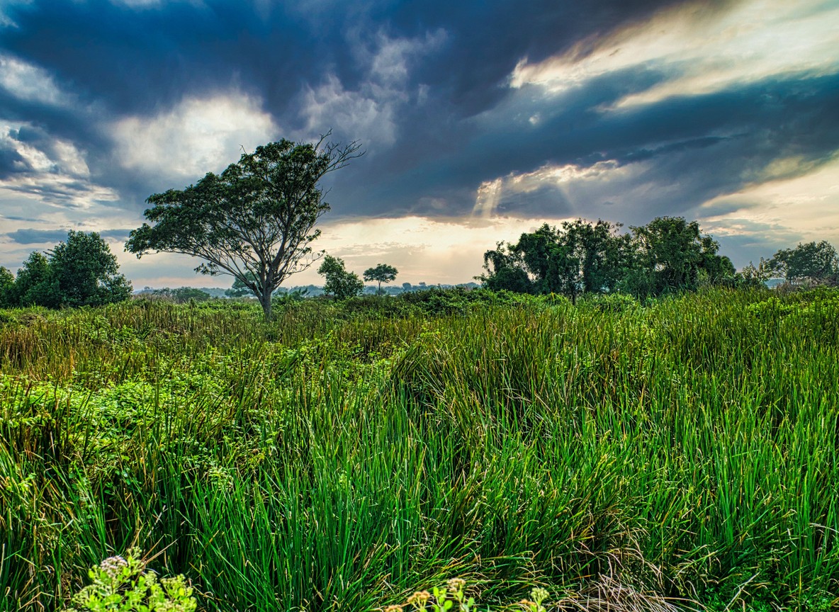 green savanna grassland and an acacia tree under a heavy rain-season sky, typical of Samburu after the long rains