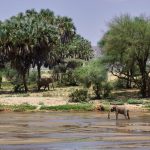 red-dust elephants at a waterhole in Tsavo East with dry acacia scrub in the background
