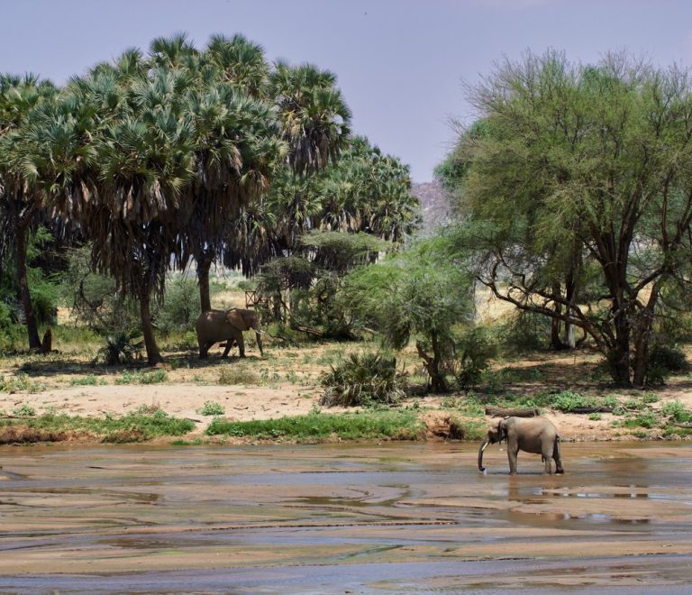 red-dust elephants at a waterhole in Tsavo East with dry acacia scrub in the background