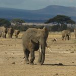 Elephants walking across an open savanna plain in Amboseli National Park with Mount Kilimanjaro in the background