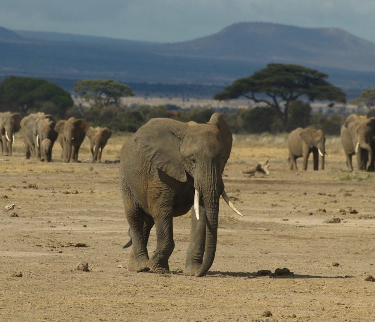 Elephants walking across an open savanna plain in Amboseli National Park with Mount Kilimanjaro in the background