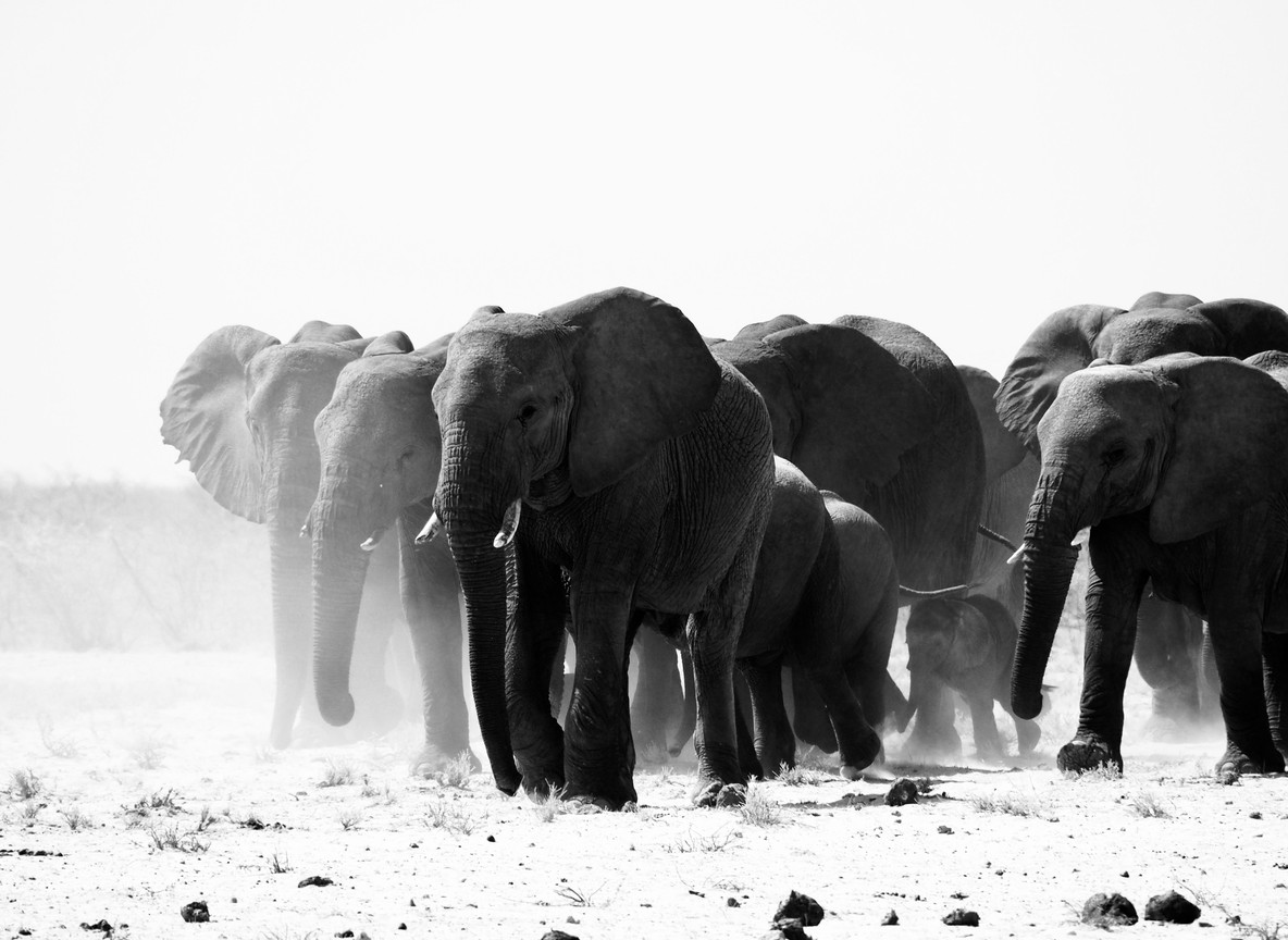 Red-dust-covered elephant walking across ochre soil plains in Tsavo National Park
