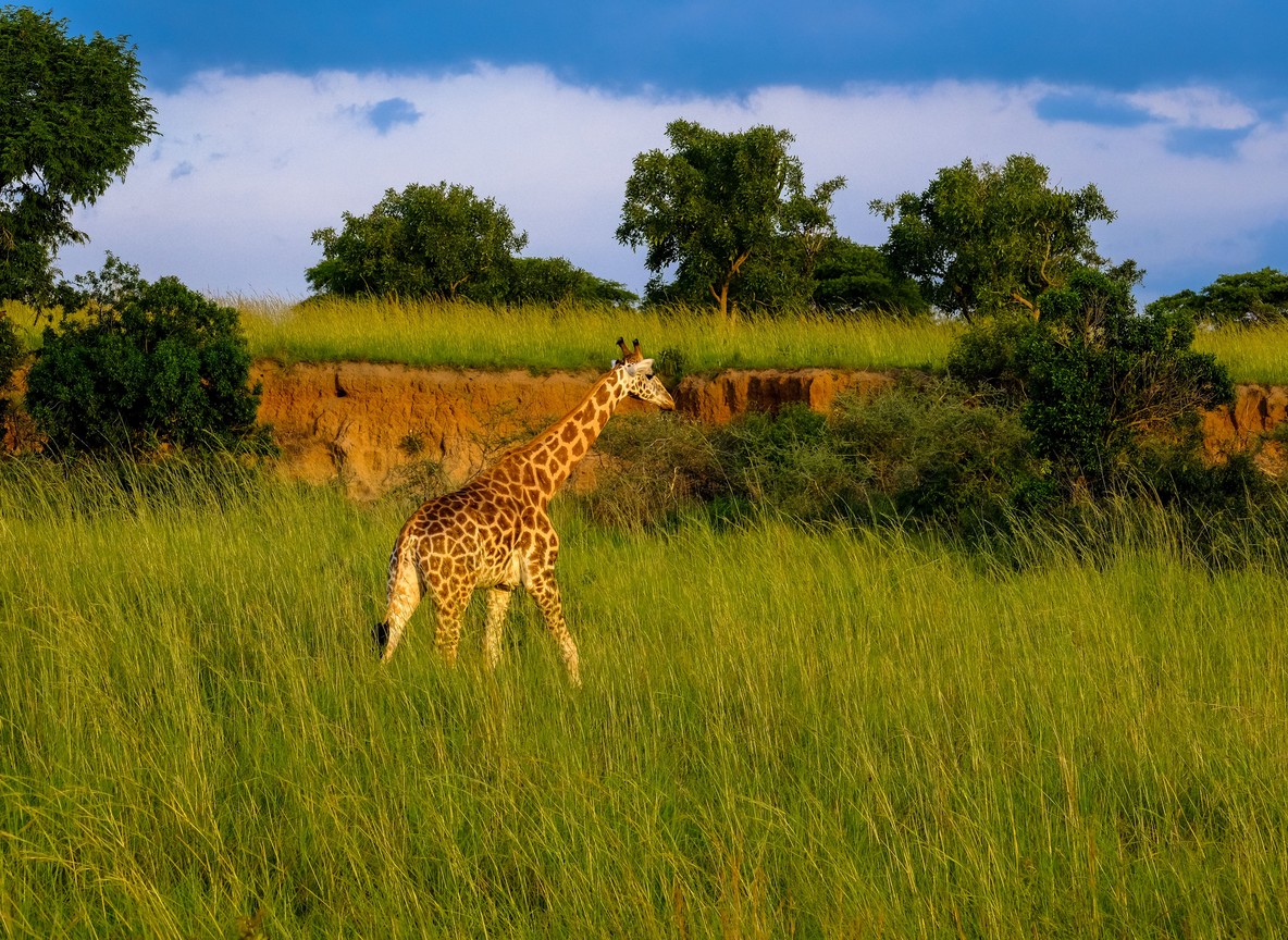 Giraffe standing on open grassland with the Nairobi city skyline visible on the horizon