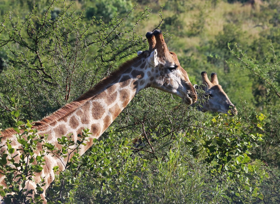 A black rhino grazing on open Laikipia grassland with acacia trees in the background, Mount Kenya faint in the distance