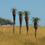 A wide bush landscape along the Tana River in northern Kenya with acacia trees and open dispersal grassland