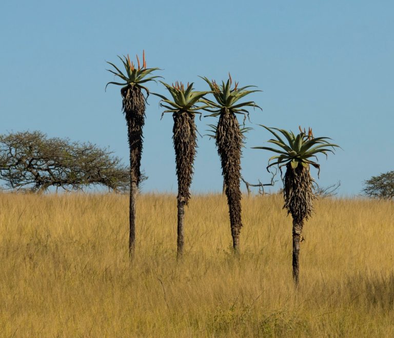 A wide bush landscape along the Tana River in northern Kenya with acacia trees and open dispersal grassland