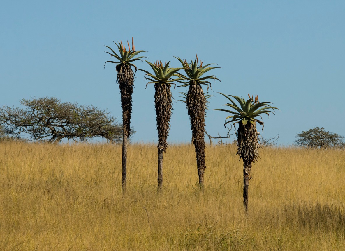 A wide bush landscape along the Tana River in northern Kenya with acacia trees and open dispersal grassland