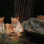 Diverse group of travelers on a safari vehicle watching wildlife in the Maasai Mara at golden hour