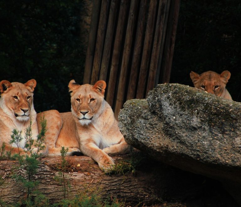 Diverse group of travelers on a safari vehicle watching wildlife in the Maasai Mara at golden hour